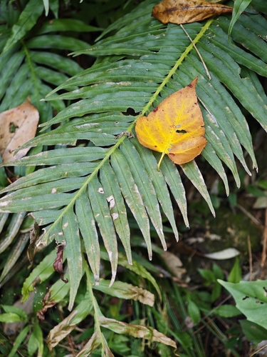 Oriental Blechnum