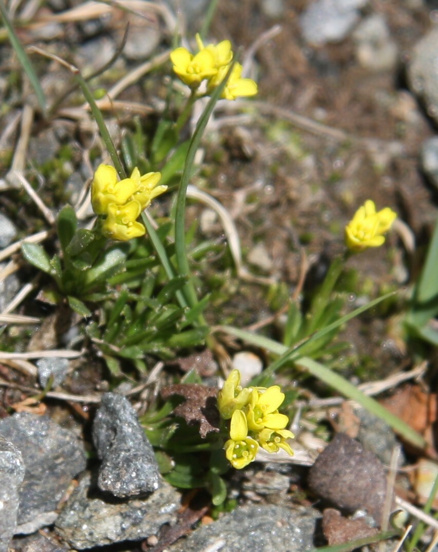 Draba weberi