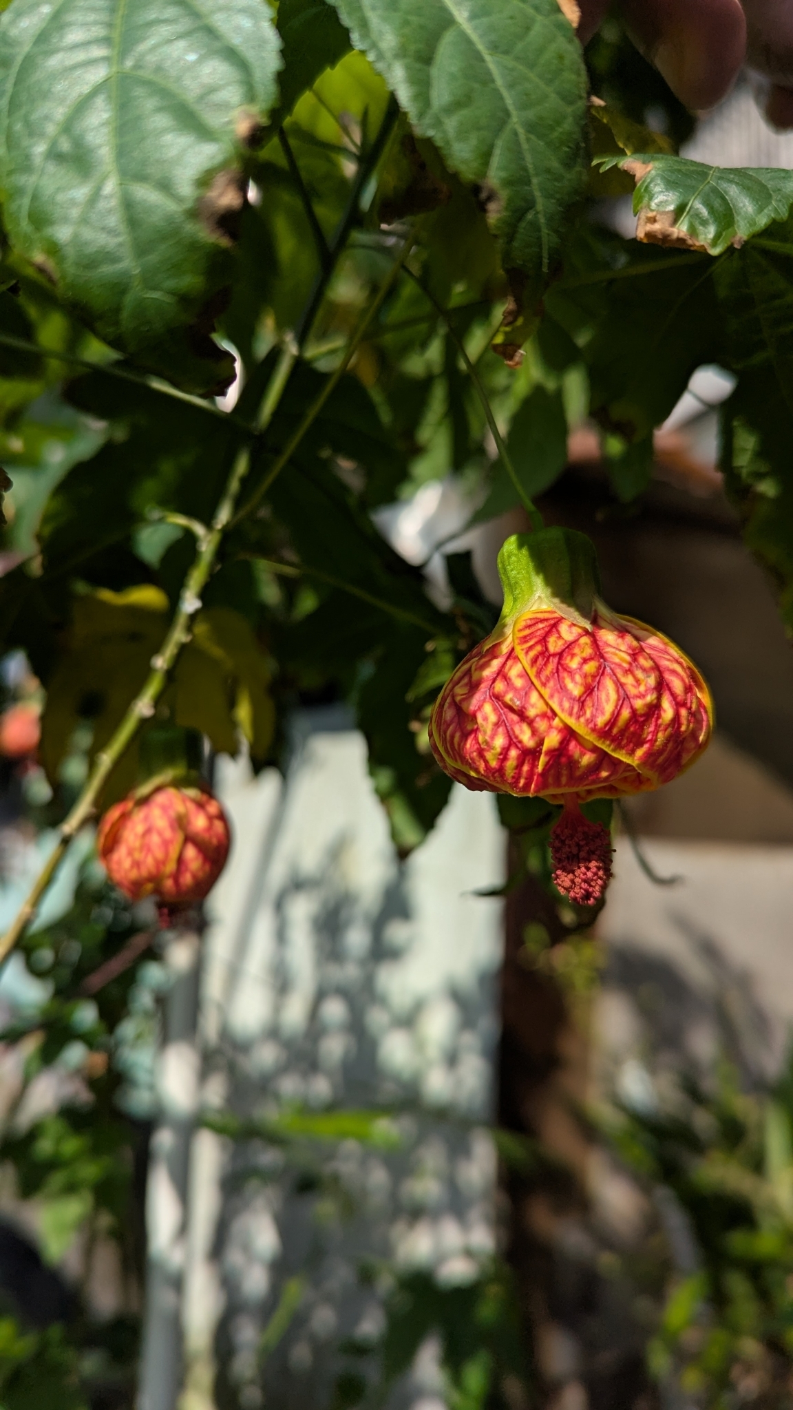 Imagem de Abutilon