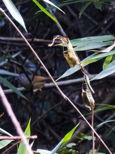 Huet's Fulvetta