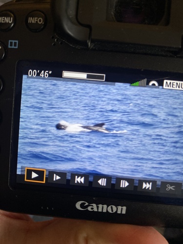 Avistamiento Calderón común (ballena piloto)