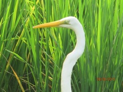 Ardea alba