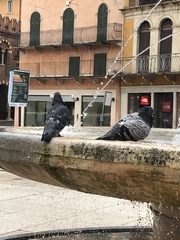 Columba livia domestica