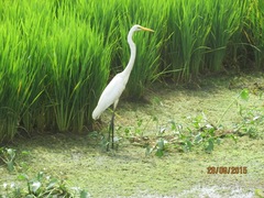 Ardea alba