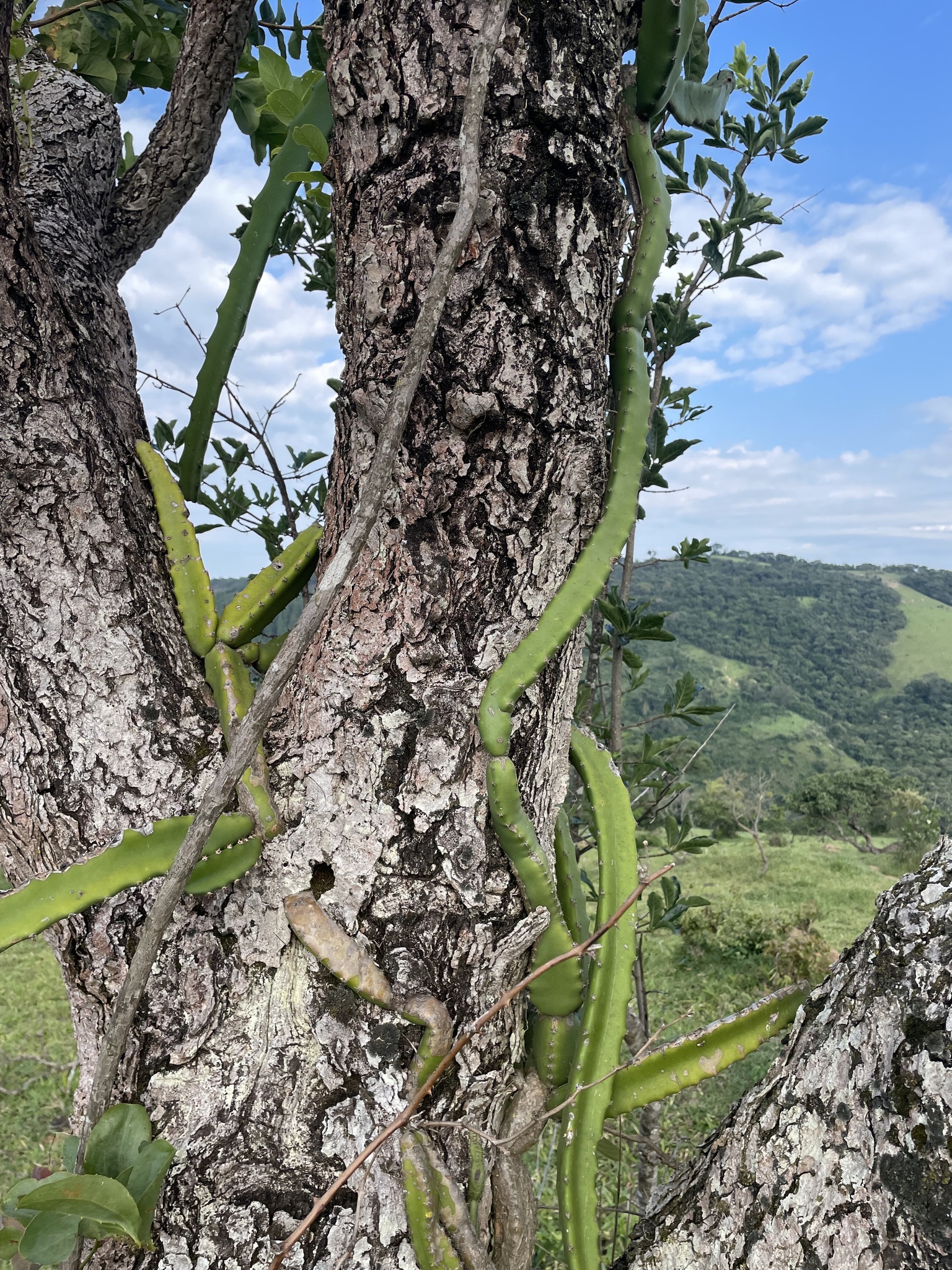 Imagem de Cacto-de-cesto