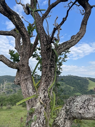 Foto de Cacto-de-cesto