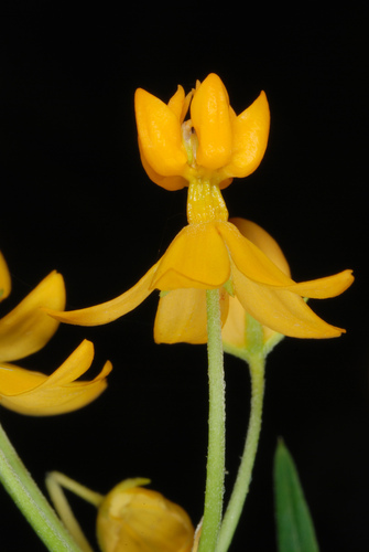 Asclepias curassavica