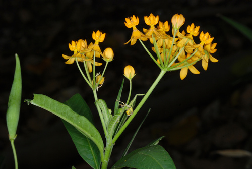 Asclepias curassavica