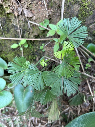 Actiniopteris radiata (Actiniopteris radiata)