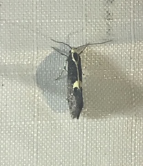 Polix coloradella