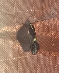 Polix coloradella