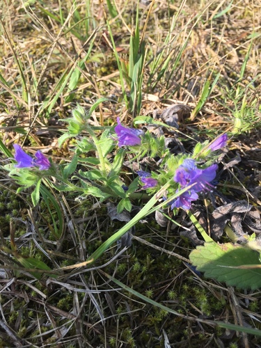 Obična lisičina (Echium vulgare)