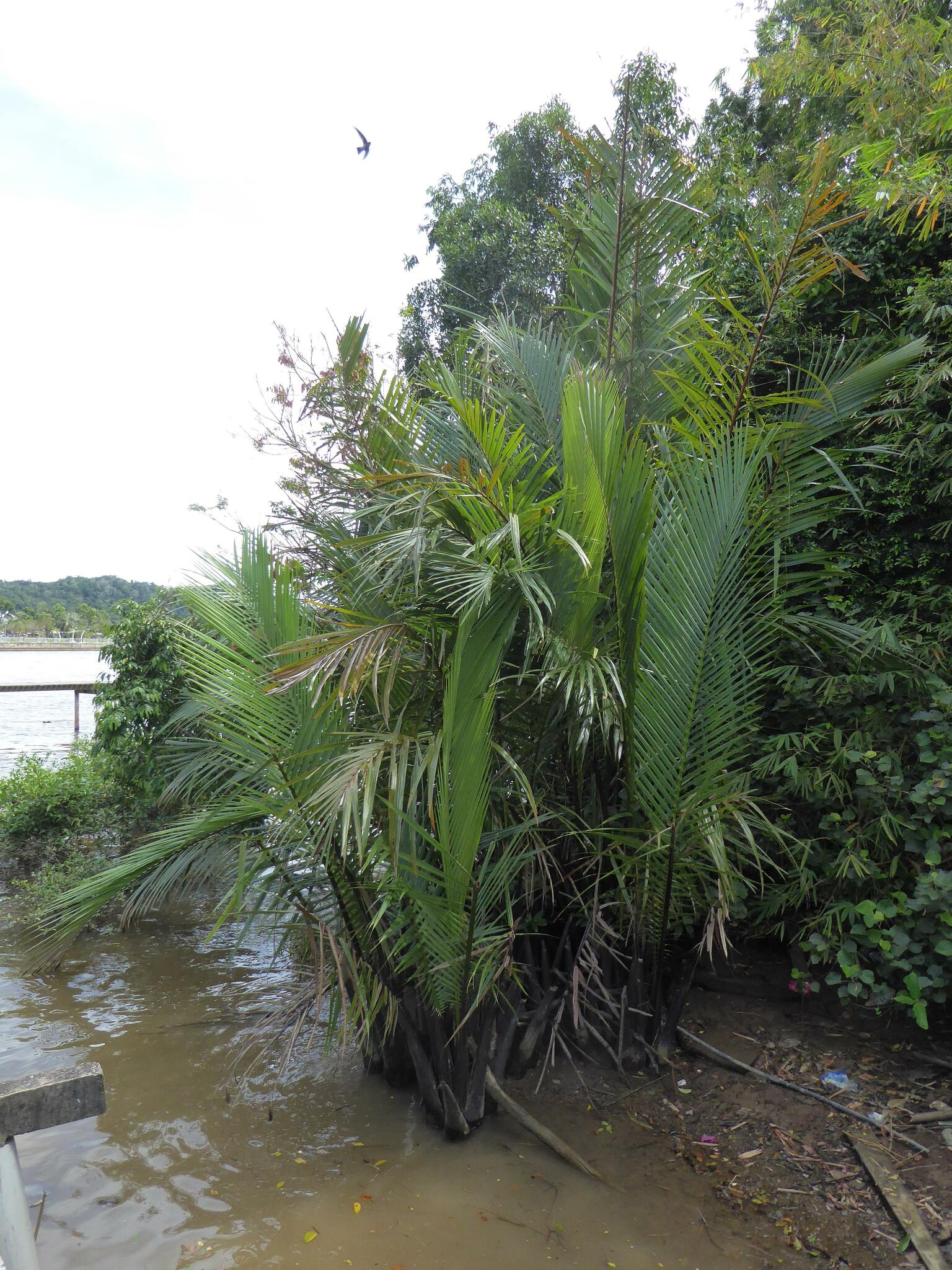 Imagem de Palmeira-do-mangue