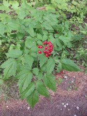 Actaea rubra rubra