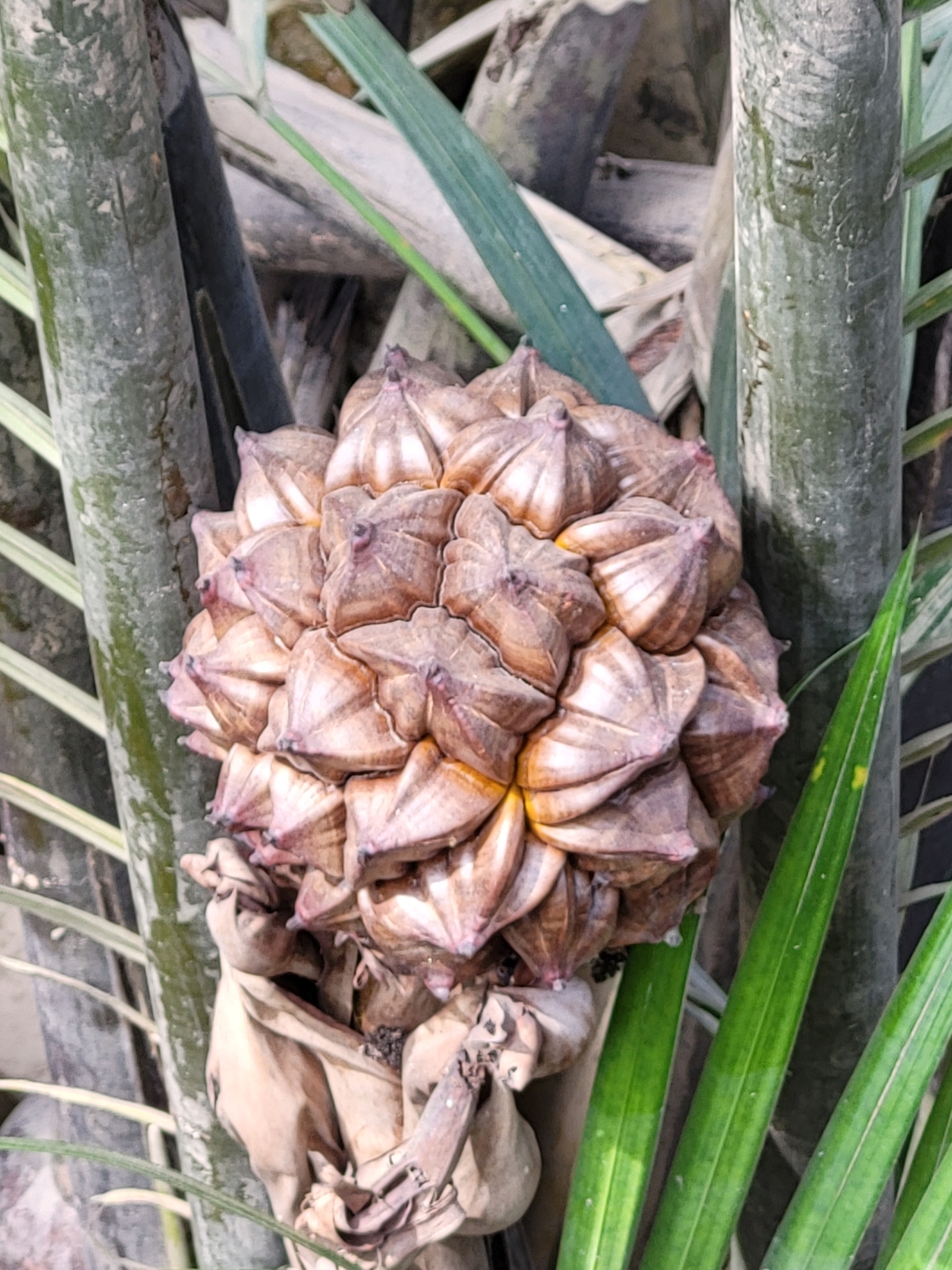 Imagem de Palmeira-do-mangue