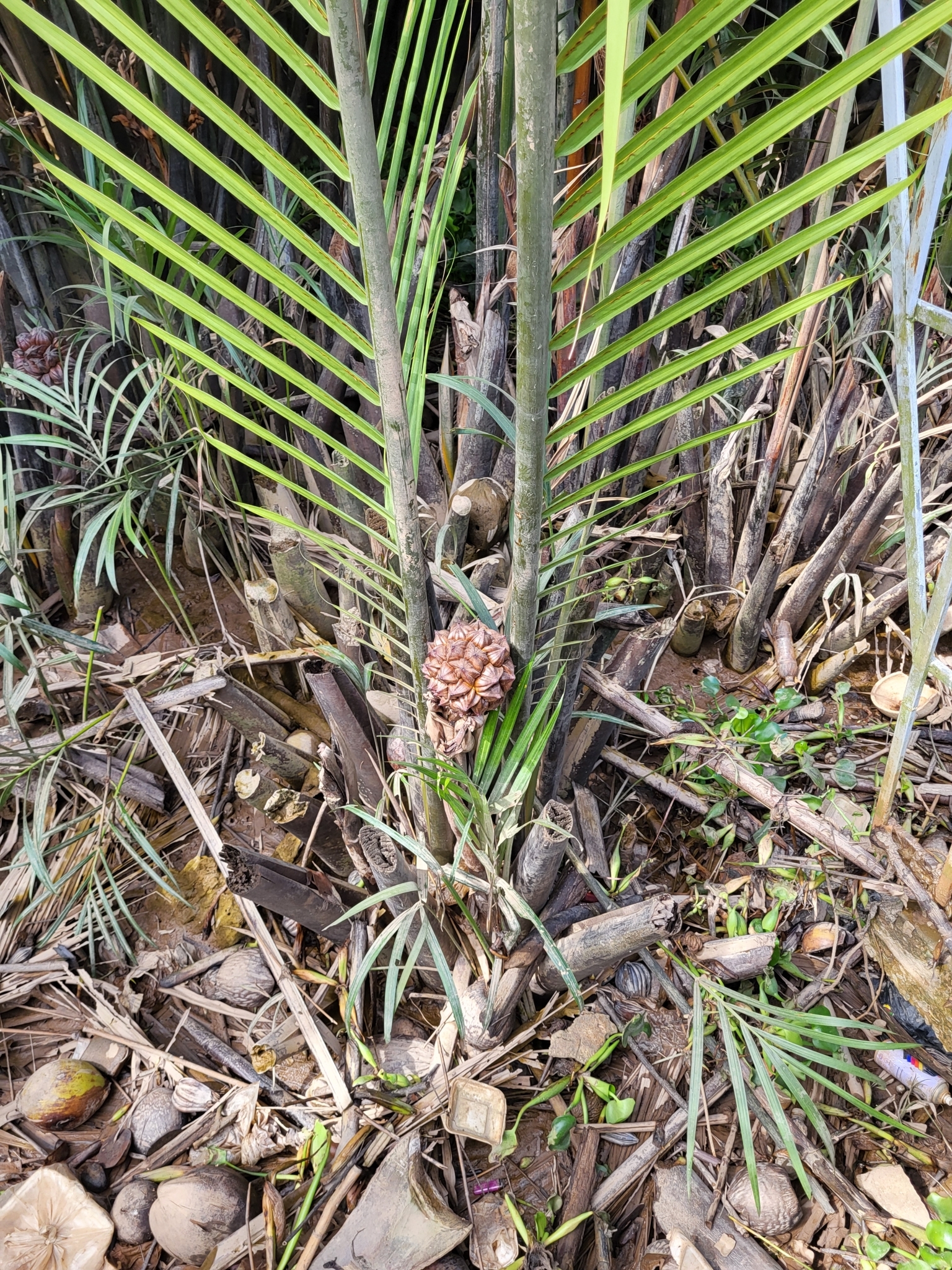 Imagem de Palmeira-do-mangue
