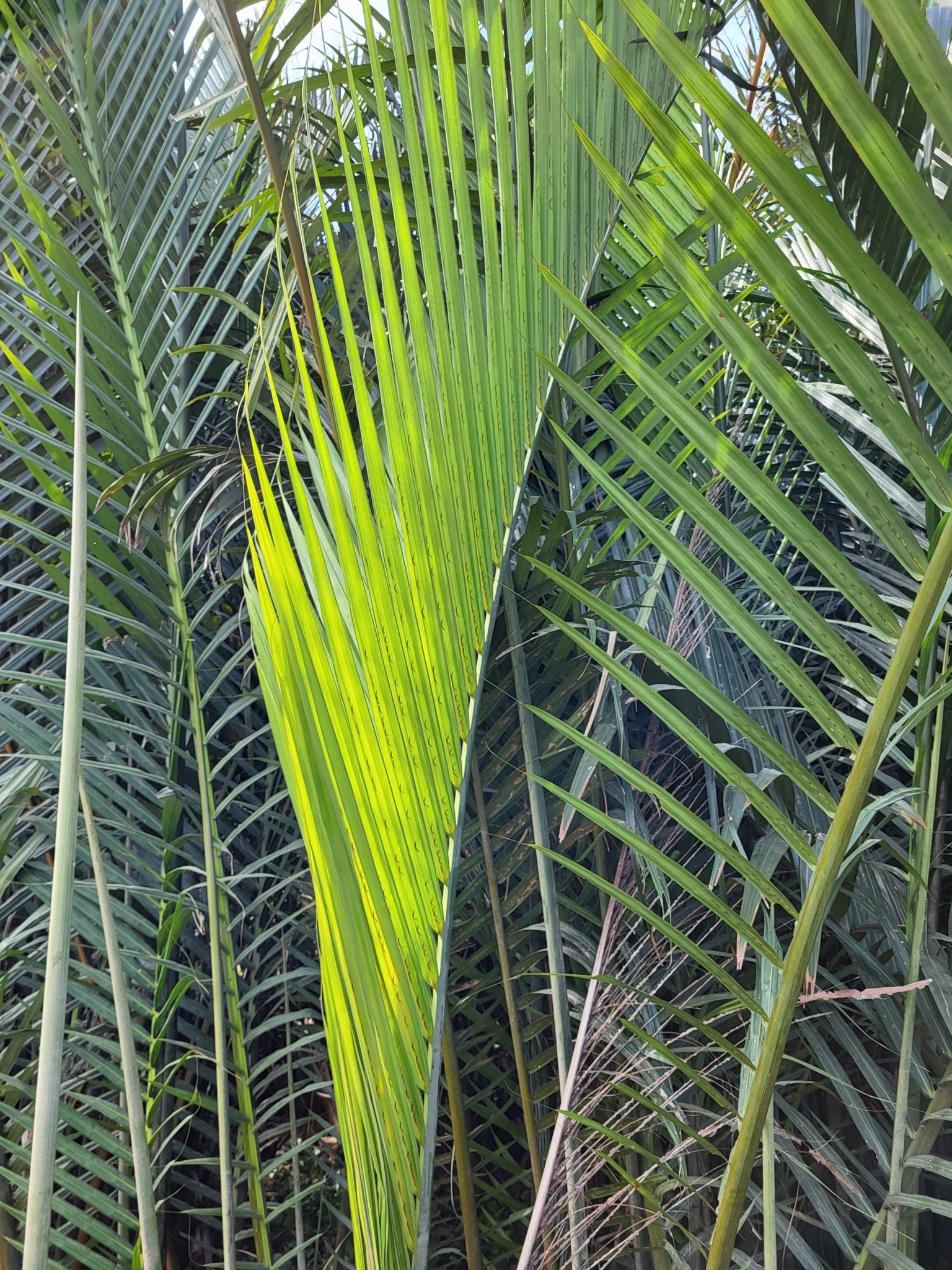 Imagem de Palmeira-do-mangue