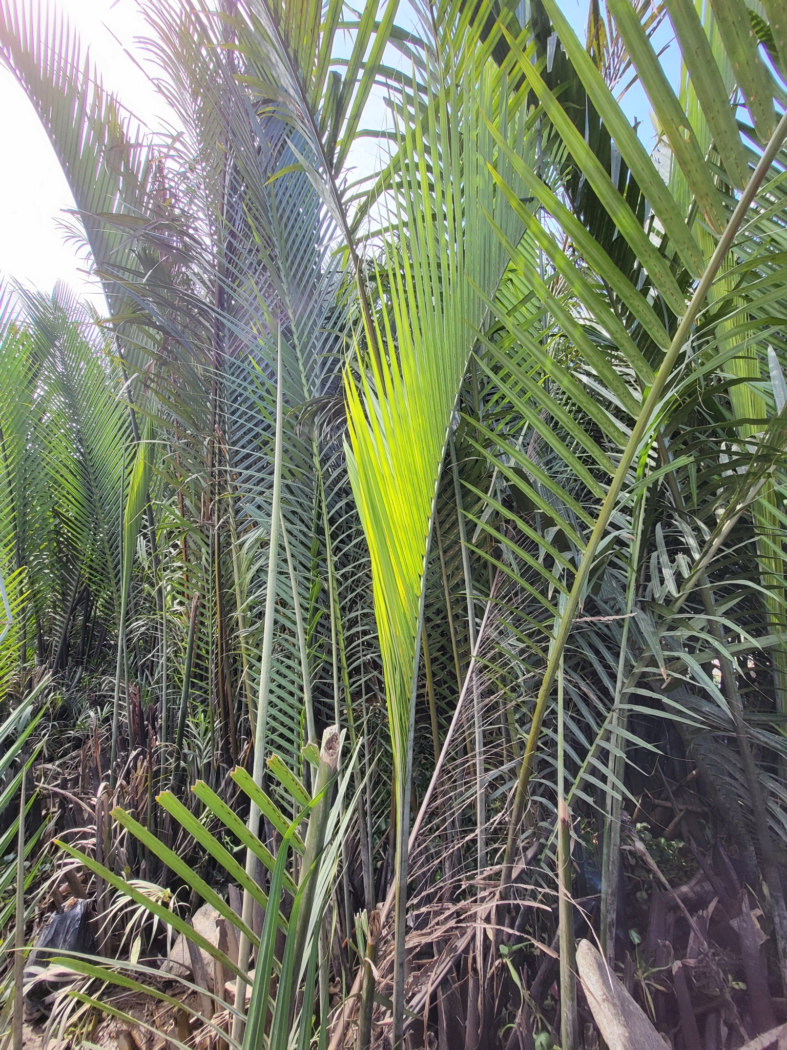 Imagem de Palmeira-do-mangue