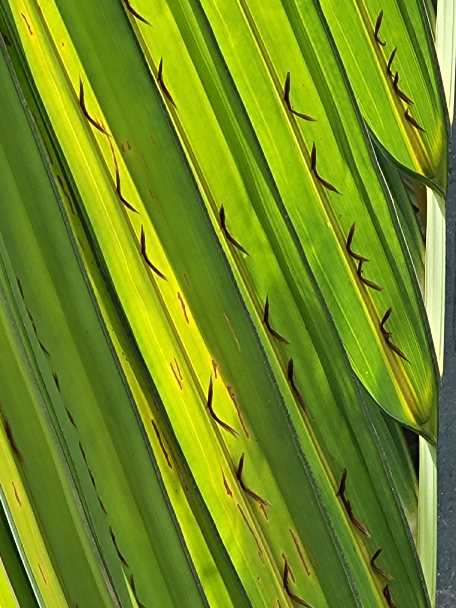 Imagem de Palmeira-do-mangue