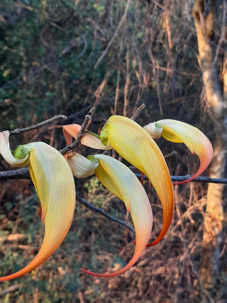 Chadsia magnifica