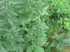 Artemisia stolonifera