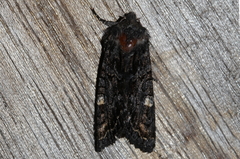 Neumichtis spumigera