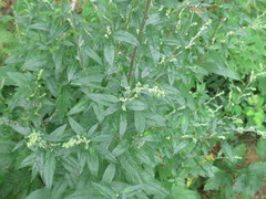 Artemisia stolonifera