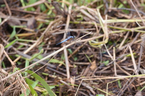 Brachydiplax chalybea