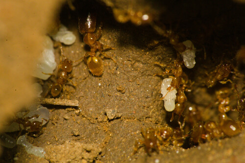 Pheidole cavifronsPheidole cavifrons