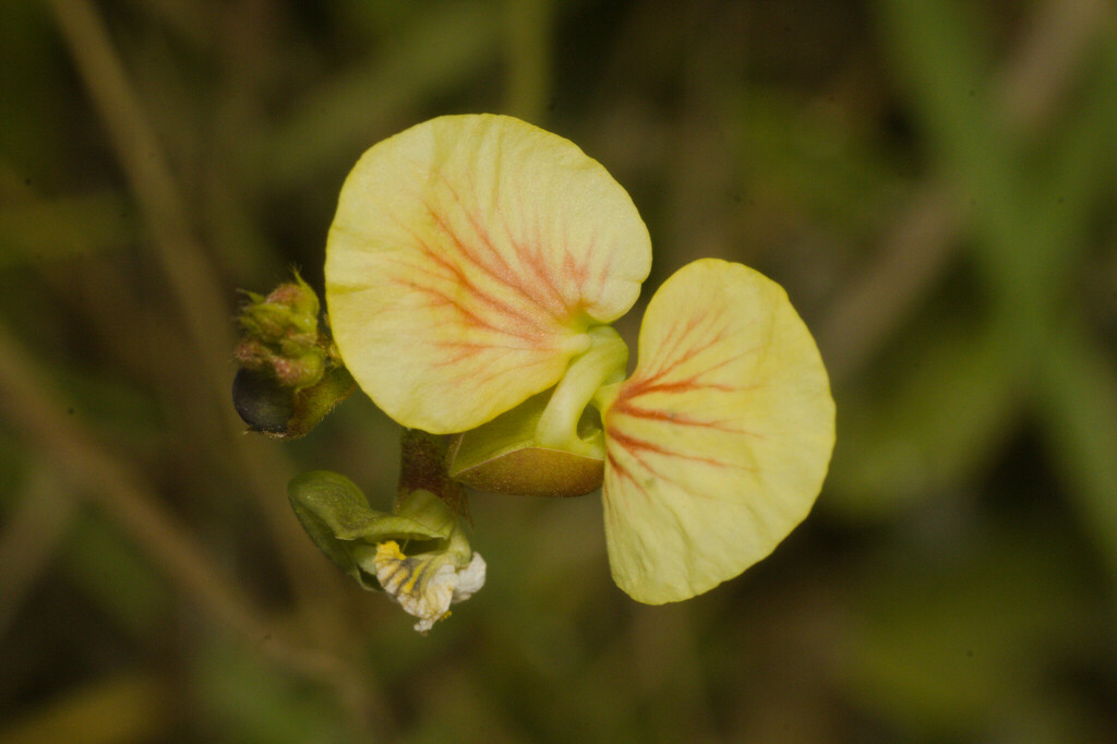 Macroptilium prostratum