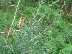 Artemisia stolonifera