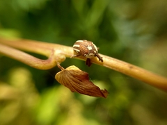 Sternuchopsis karelinii