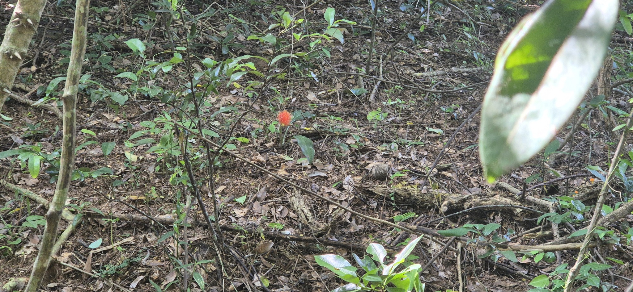 Imagem de Coroa-imperial