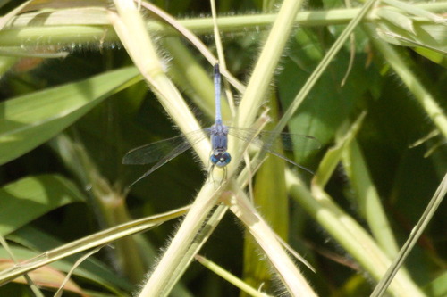 Diplacodes trivialis