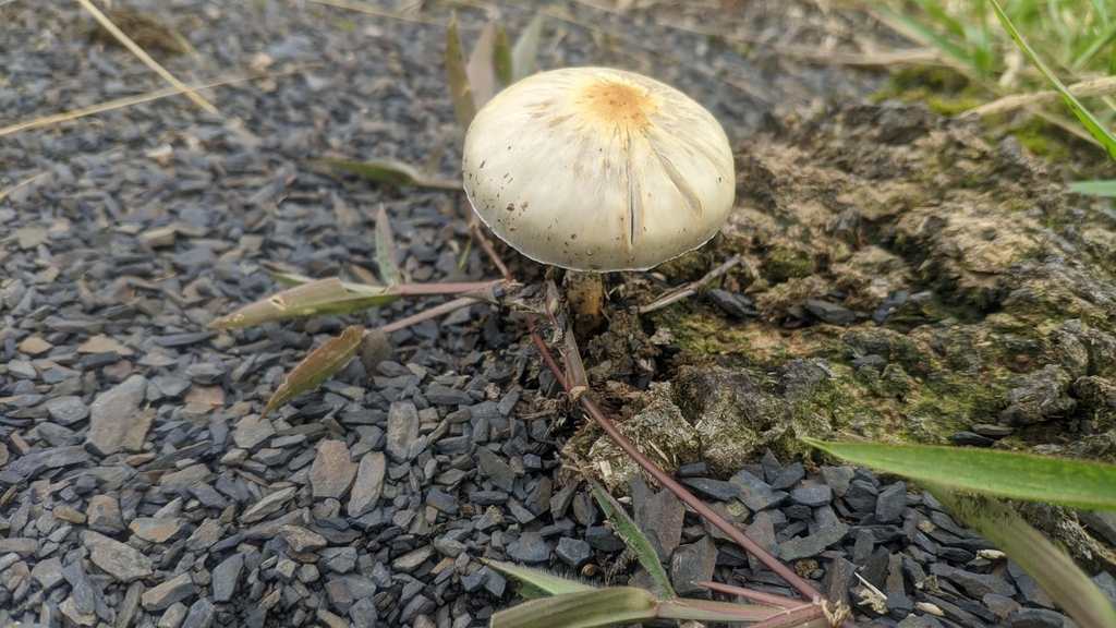 Psilocybe cubensis · November 2020 · photo: © kuzs (iNaturalist, cc-by)