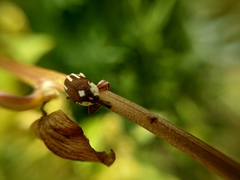 Sternuchopsis karelinii