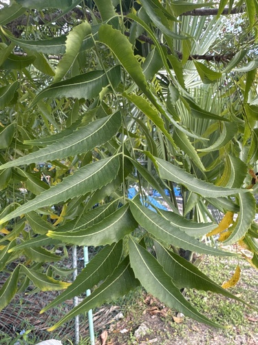 Foto de Neem
