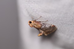 Cacozelia basiochrealis