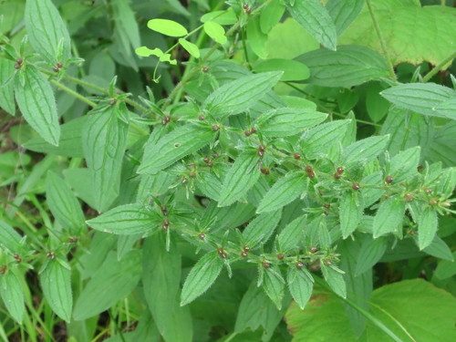 Lithospermum erythrorhizon, photograph 5
