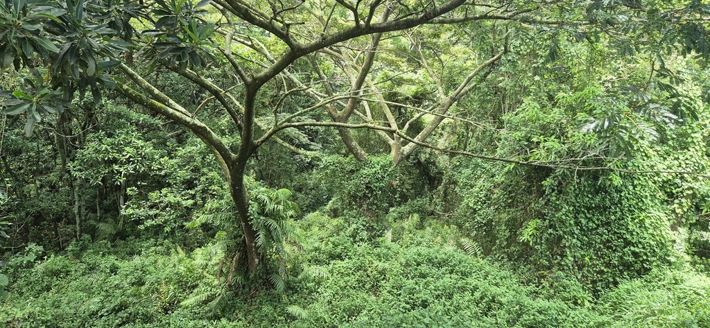 Foto de Albizia