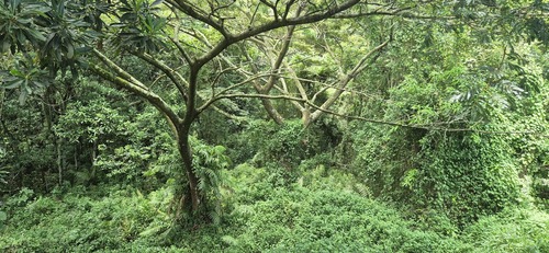 Albizia