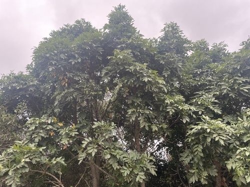 Foto de Cabo-verde