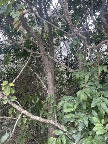 Foto de Cabo-verde