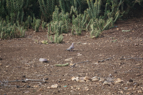 Laughing Dove