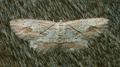Ectropis calida