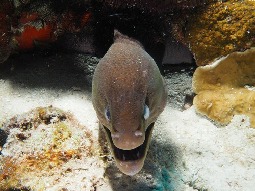 Giant Moray — seen at this dive site