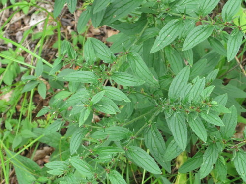 Lithospermum erythrorhizon, photograph 6