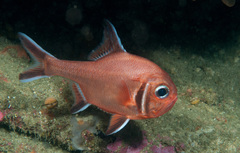 Trachichthys australis