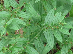 Lithospermum erythrorhizon
