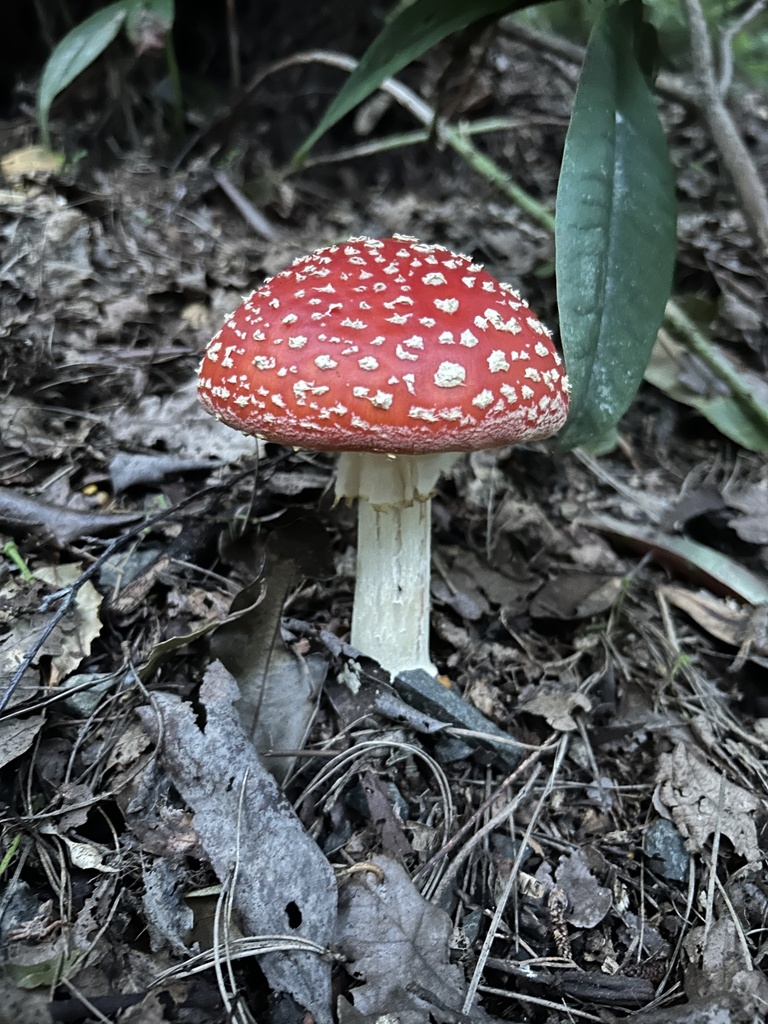 Amanita muscaria · January 2025 · photo: © cmdrslmndr (iNaturalist, cc0)